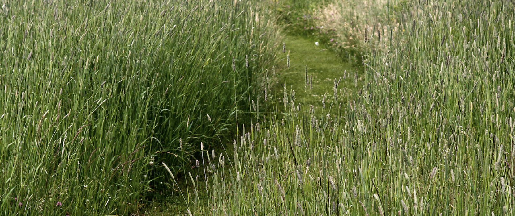 natural lawns, michael cunningham landscape design